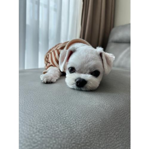 안재준