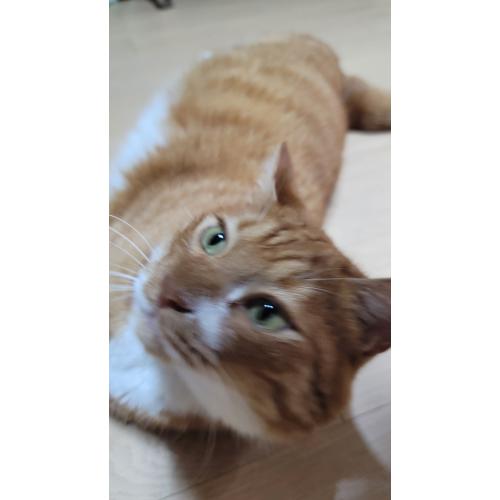 서정대